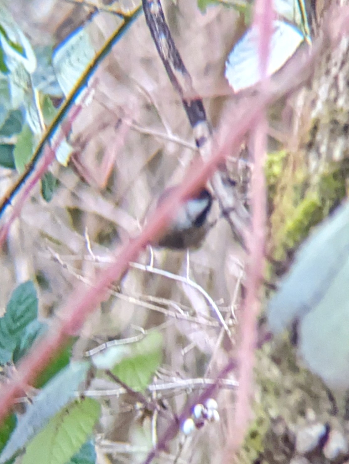 Black-capped Chickadee