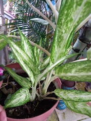Aglaonema commutatum