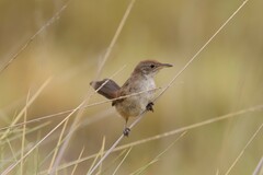 Poodytes carteri