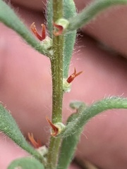 Camphorosmeae