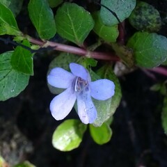 Dyschoriste humistrata