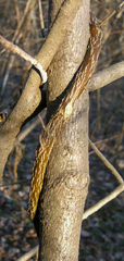 Wisteria frutescens