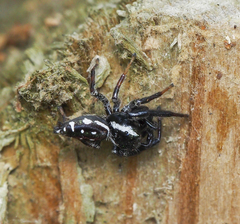 Paraphidippus