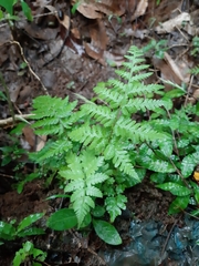 Phegopteris