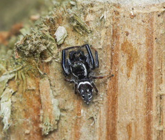 Paraphidippus