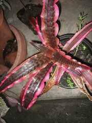 Cryptanthus