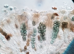 Amandinea dakotensis