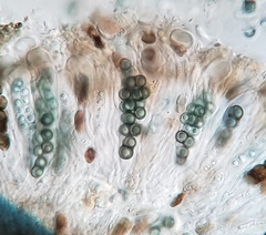 Amandinea dakotensis