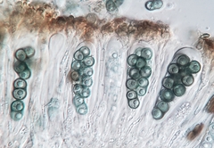 Amandinea dakotensis