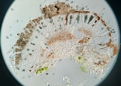 Amandinea dakotensis