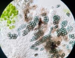 Amandinea dakotensis