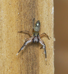 Tutelina similis