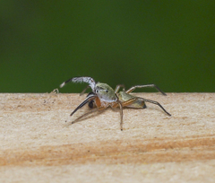 Tutelina similis