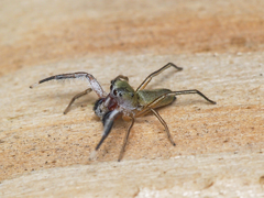 Tutelina similis