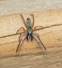 Tutelina similis