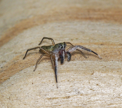 Tutelina similis