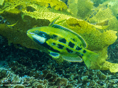 Heteroscarus acroptilus