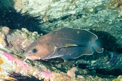 Lotella rhacina