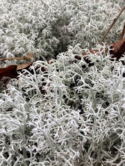 Cladonia rangiferina