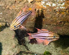 Ostorhinchus limenus