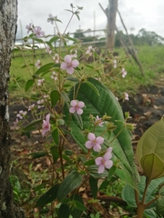 Microlicieae