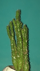 Trichocereus macrogonus