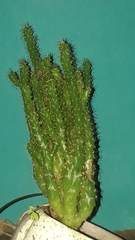 Trichocereus macrogonus