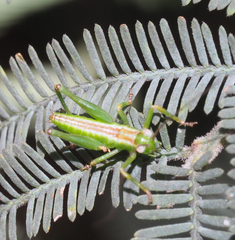 Conocephalomima barameda