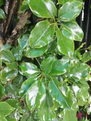 Heptapleurum arboricola