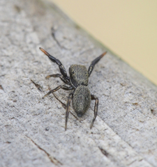 Tutelina