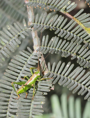 Conocephalomima barameda