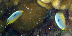 Chaetodon trifasciatus