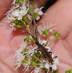 Stenoderus suturalis