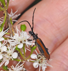 Stenoderus suturalis