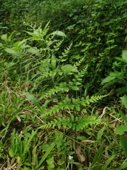 Pityrogramma calomelanos