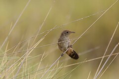 Poodytes carteri