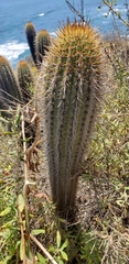 Trichocereus chiloensis