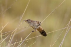 Poodytes carteri