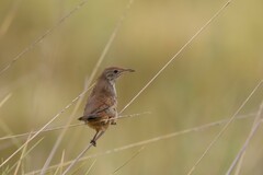 Poodytes carteri