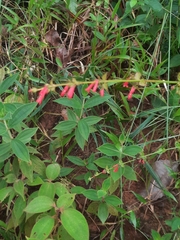 Russelia equisetiformis