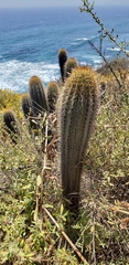 Trichocereus chiloensis