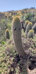 Trichocereus chiloensis