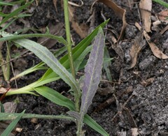 Senecio prenanthoides