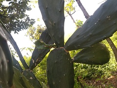 Opuntia cochenillifera