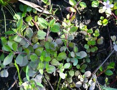 Dyschoriste humistrata