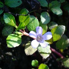 Dyschoriste humistrata
