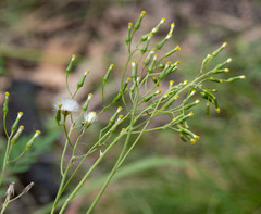 Senecio prenanthoides
