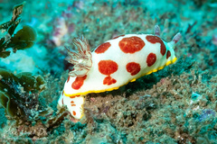 Goniobranchus splendidus