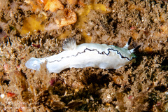 Doriprismatica atromarginata