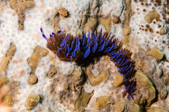 Pteraeolidia ianthina